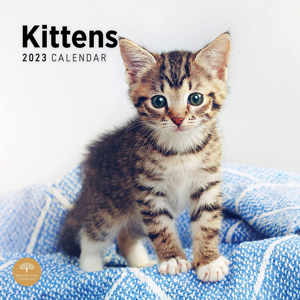 2023 Kittens Wall Calendar By Bright Day 12 X 12 Inch Cute Kitty Cat 