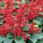 4 5 In Red Salvia Sage Plant 9948