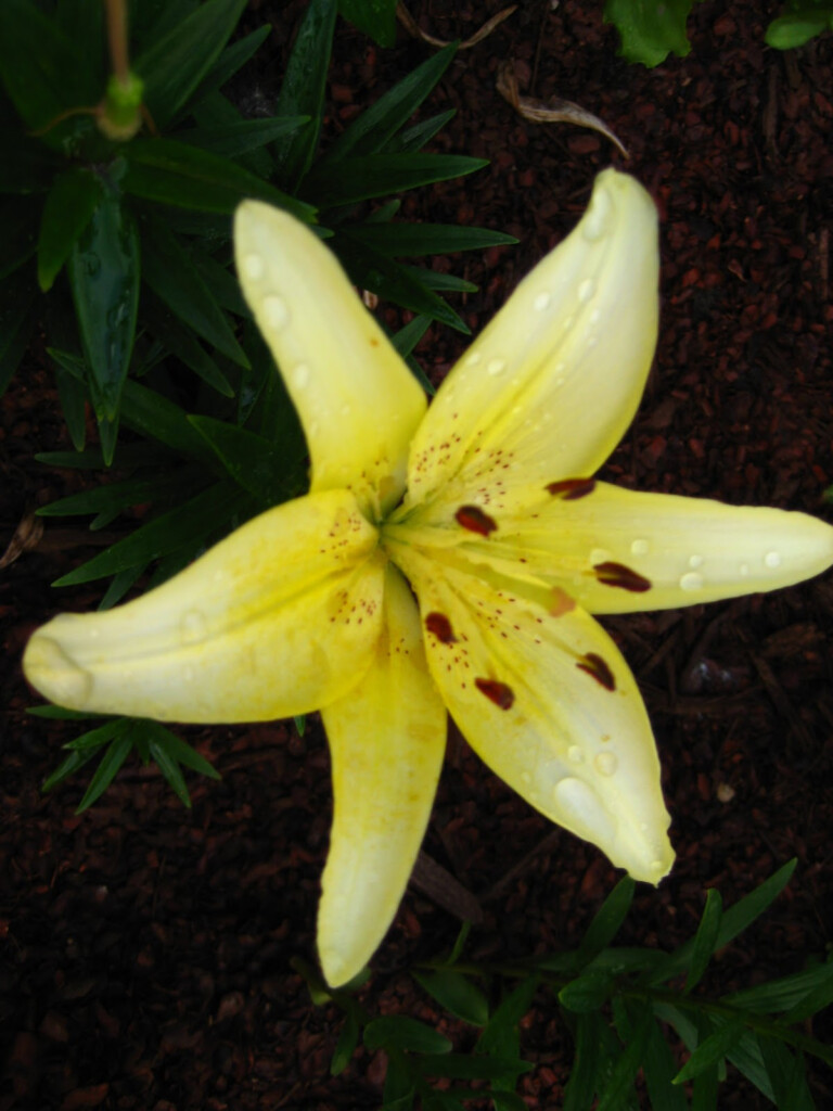 Lilies Of The Fields