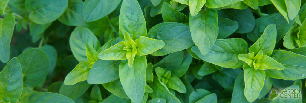 Oregano At Menards 