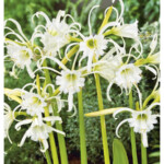 Shop Garden State Bulb 3 Pack Peruvian Daffodil Bulbs At Lowes