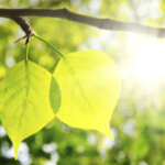 Two Green Leafes In Sunny Day Maritime Geothermal