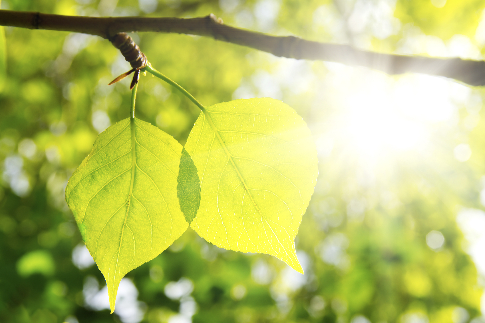 Two Green Leafes In Sunny Day Maritime Geothermal