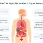 Vagus Nerve System Manly Village Medical